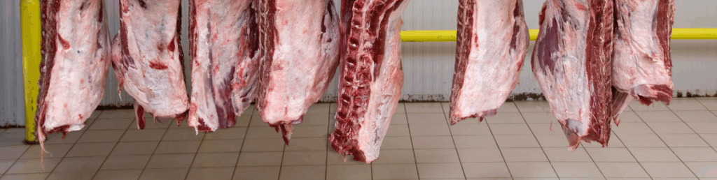 illustration d'un article sur le contrôle en sortie des abbatoirs